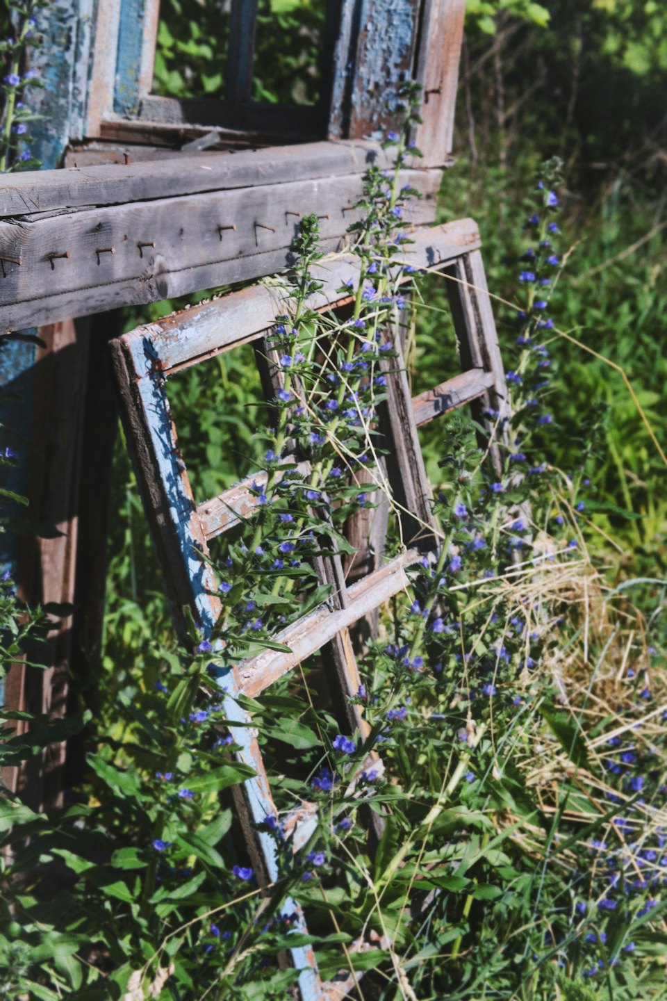 Cornici di finestre in legno blu invecchiato decorate con edera e fiori.